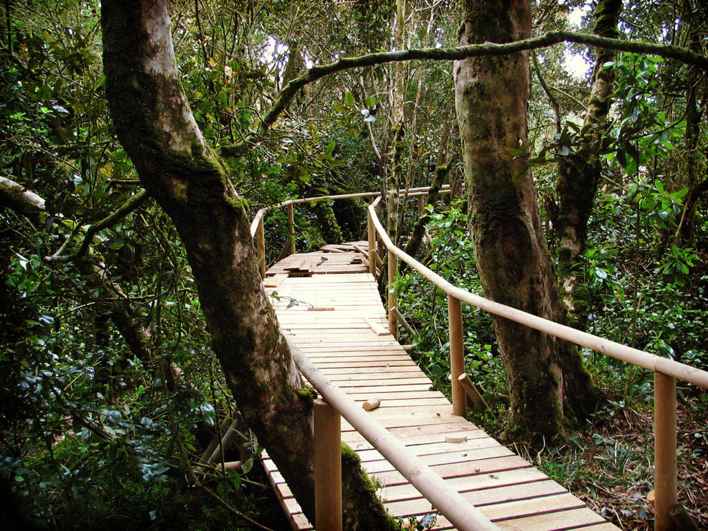 El Parque Fray Jorge es una excelente alternativa para conocer el hábitat de cientos de especies de flora y fauna, cualquier fin de semana largo.