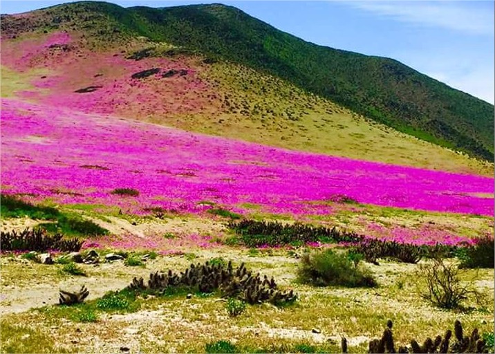 Diferentes especies de flores resaltan la naturaleza en el Desierto de Atacama