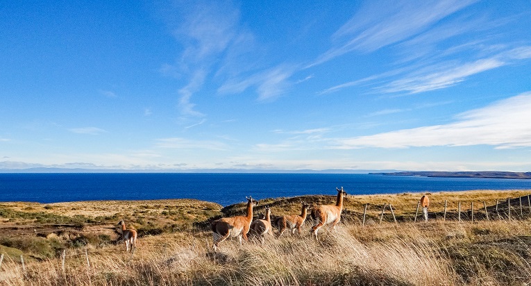 La fauna de la Isla de Tierra del Fuego te encantará.