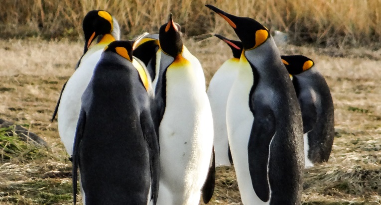 En la Isla Tierra del Fuego encontrarás hermosas especies del pingüino rey.