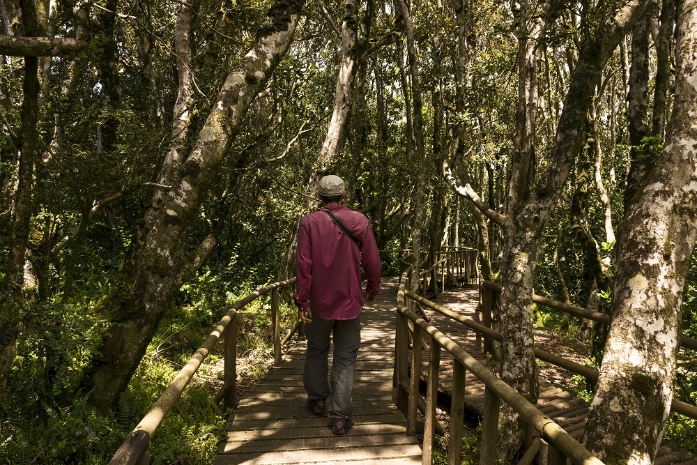 Sendero que lleva a verdes paisajes dentro de la Reserva Nacional Fray Jorge