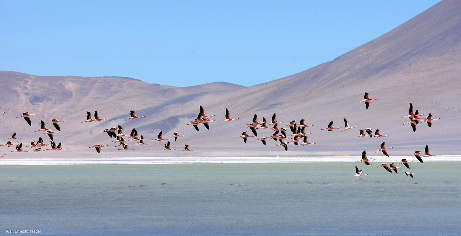 Salares de Chile: Salar de Atacama fotografia Juan Jaeger