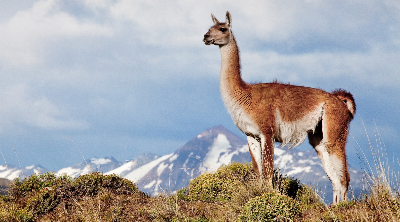 Imagen de una vicula en el Parque Nacional Patagonia
