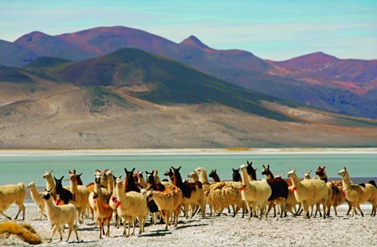 Imagen de llamar y vicuñas en el Parque Nacional Salar de Huasco