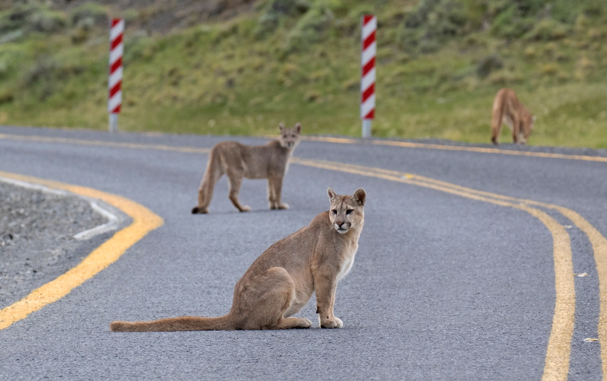 Imagen de pumas caminando por la carretera