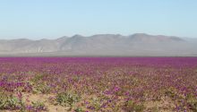 Desierto Vivo en Copiapó