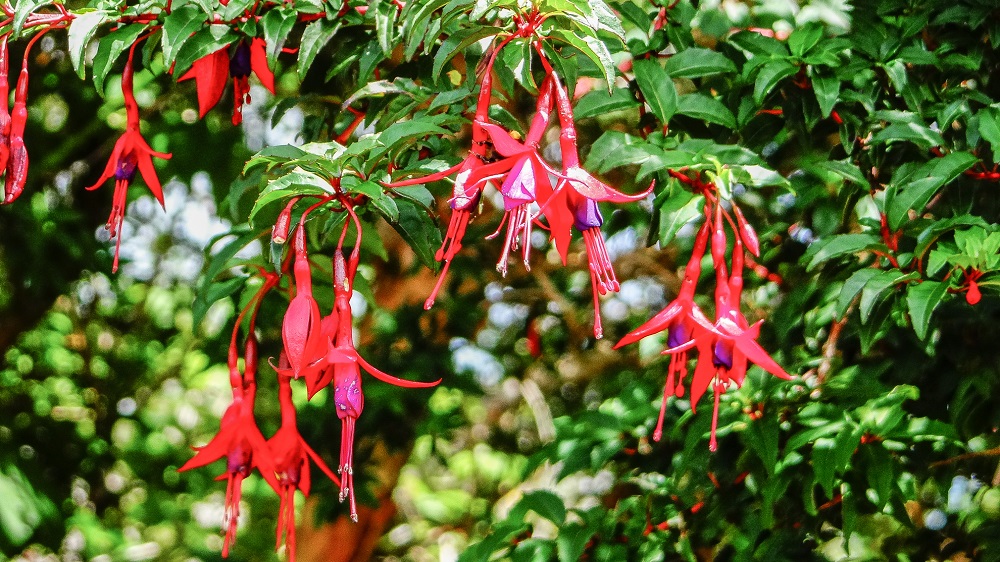 Flora que encontrarás en una excursión al Parque Nacional Chiloé