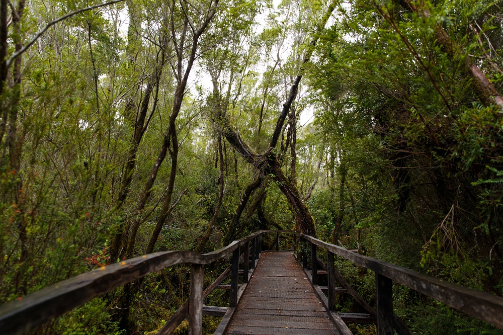 Excursión al Parque Nacional Chiloé y senderos