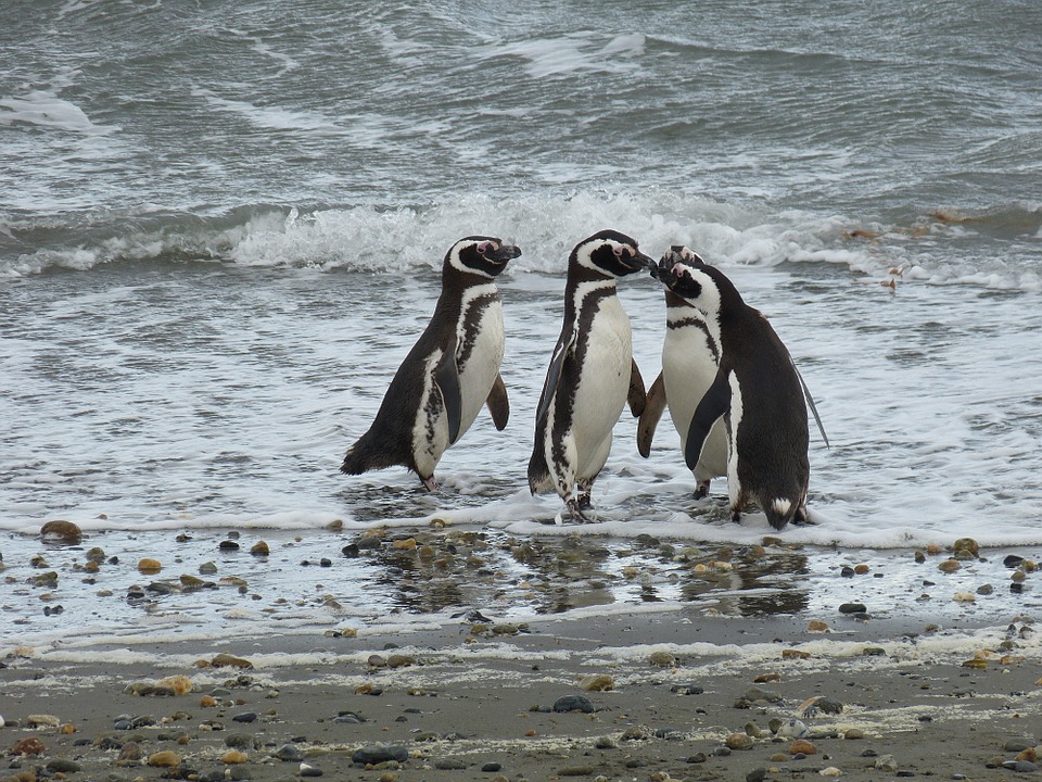Ver pinguinos en la ruta desde Temuco a Puerto Montt