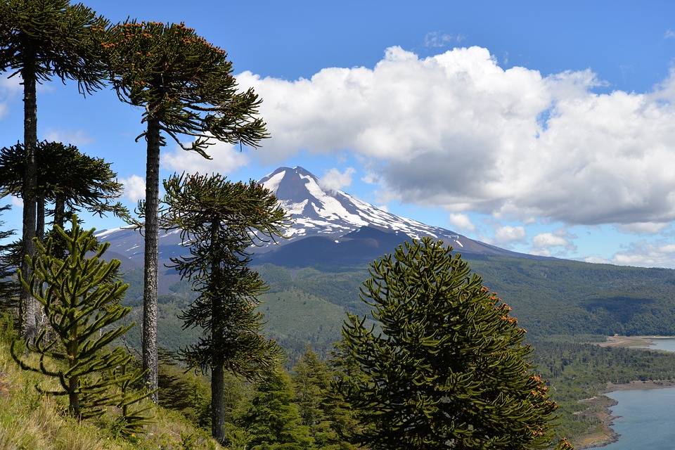 Parque Nacional Conguillío en la ruta desde Temuco a Puerto Montt