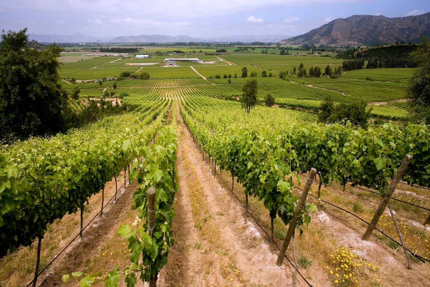 Imagen de una viña del valle central