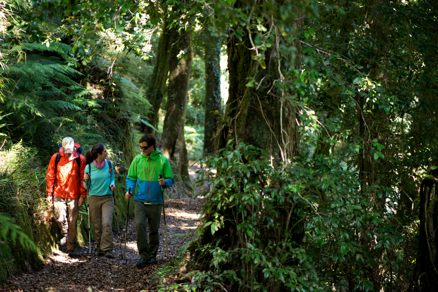 Imagen de turistas haciendo Trekking en el Parque Futangue