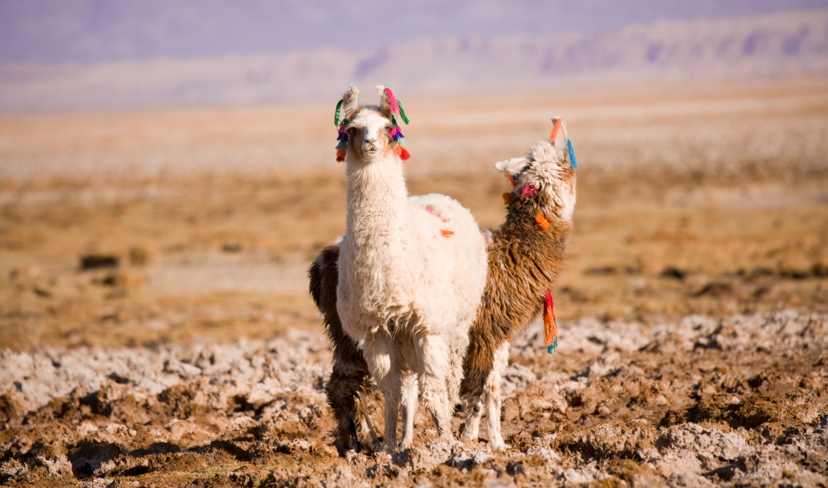 imagen de llamas en el altiplano con adornos de la cultura atacameña
