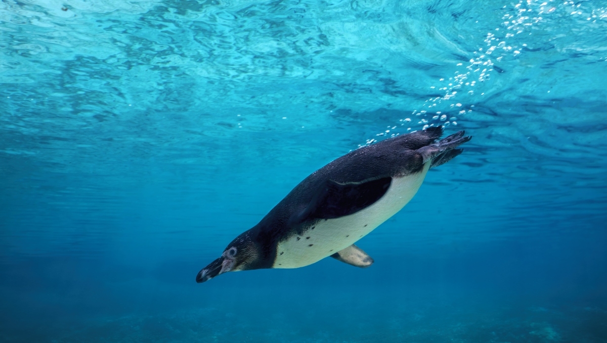 Imagen de un pinguino sumergido en el mar