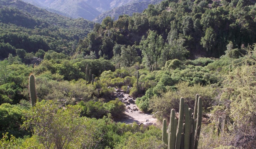 Imagen de la vegetación del Parque Nacional Río Clarillo