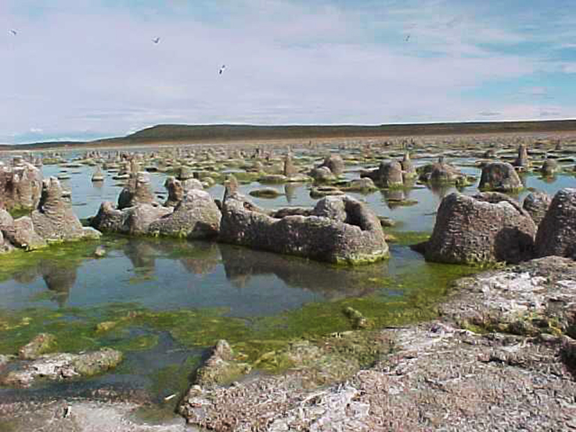 Monumento Natural Laguna de Los Cisnes en la region de Magallanes