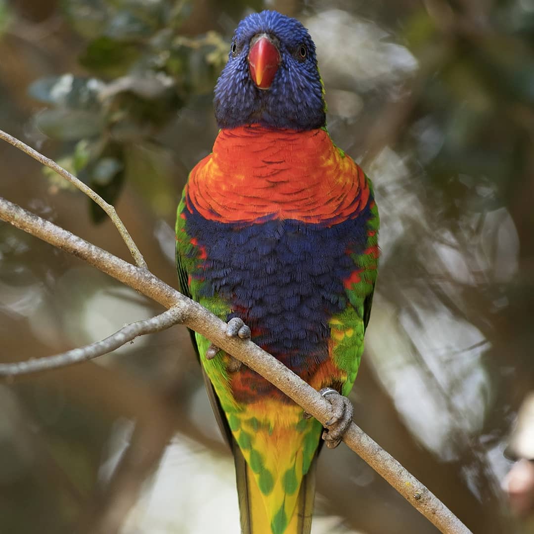 Aviario - colorida ave del parque Tricao
