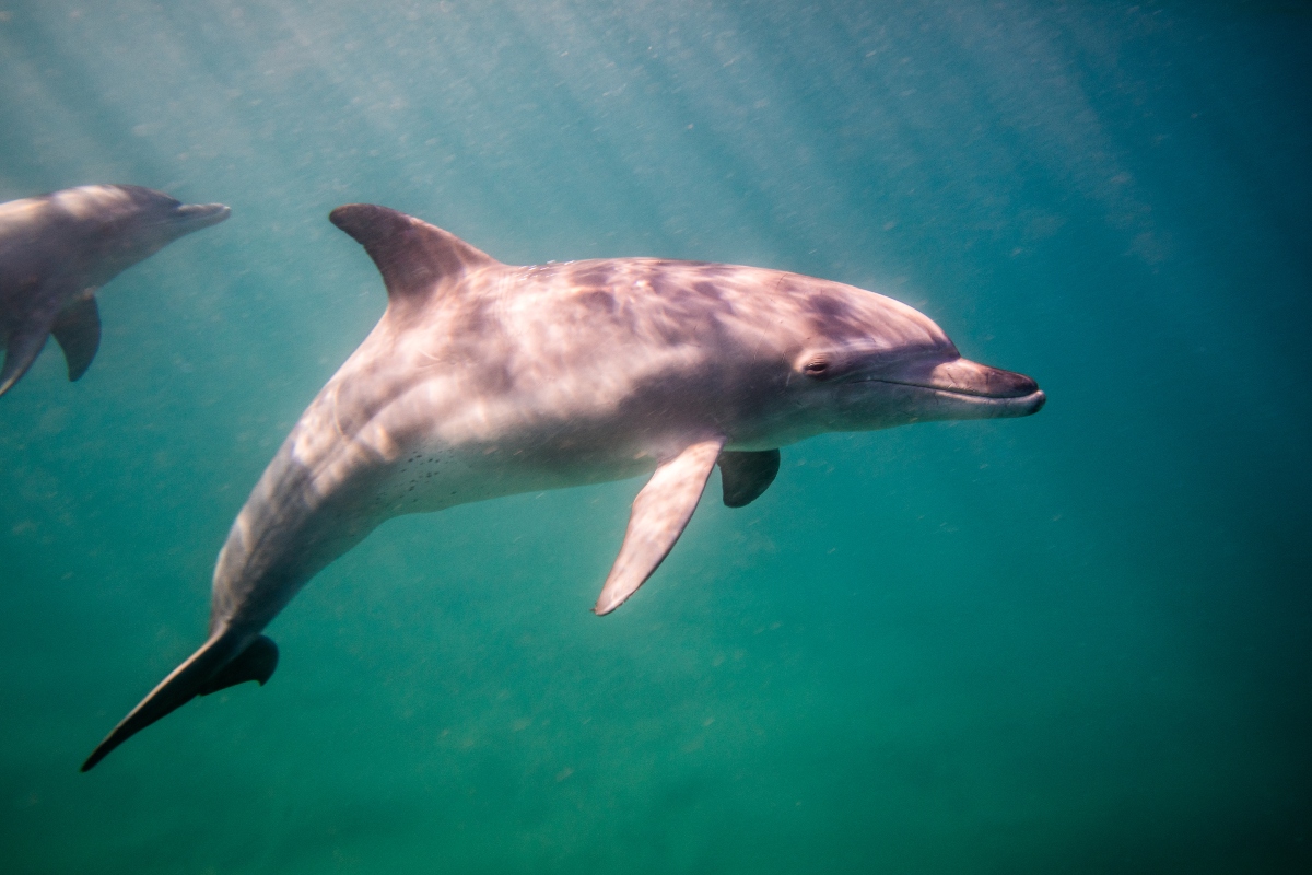 Delfin nariz de botella en Coquimbo